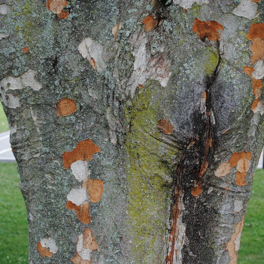 ZELKOVA ELM TREE 25gal