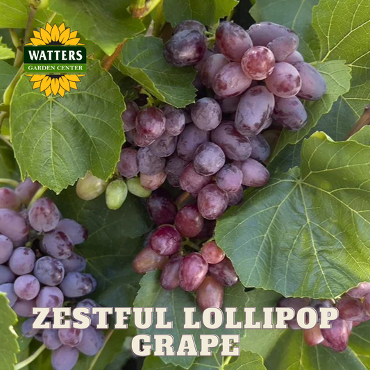 ZESTFUL LOLLIPOP GRAPE 1gal