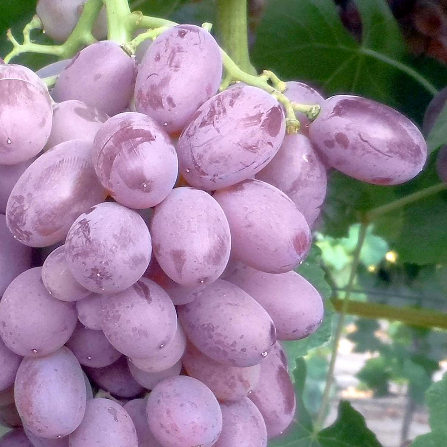 grape Zestful Lollipop Grape - Monrovia – Armstrong Garden Centers