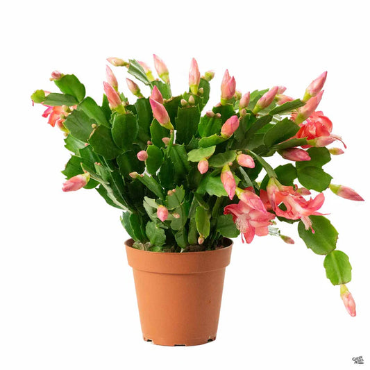CHRISTMAS CACTUS 8in