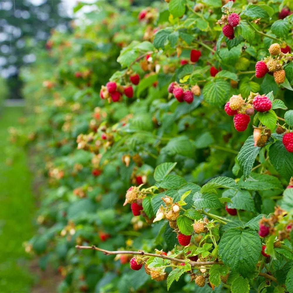 HERITAGE RASPBERRY 1gal