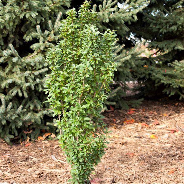 STRAIGHT TALK PRIVET 3gal