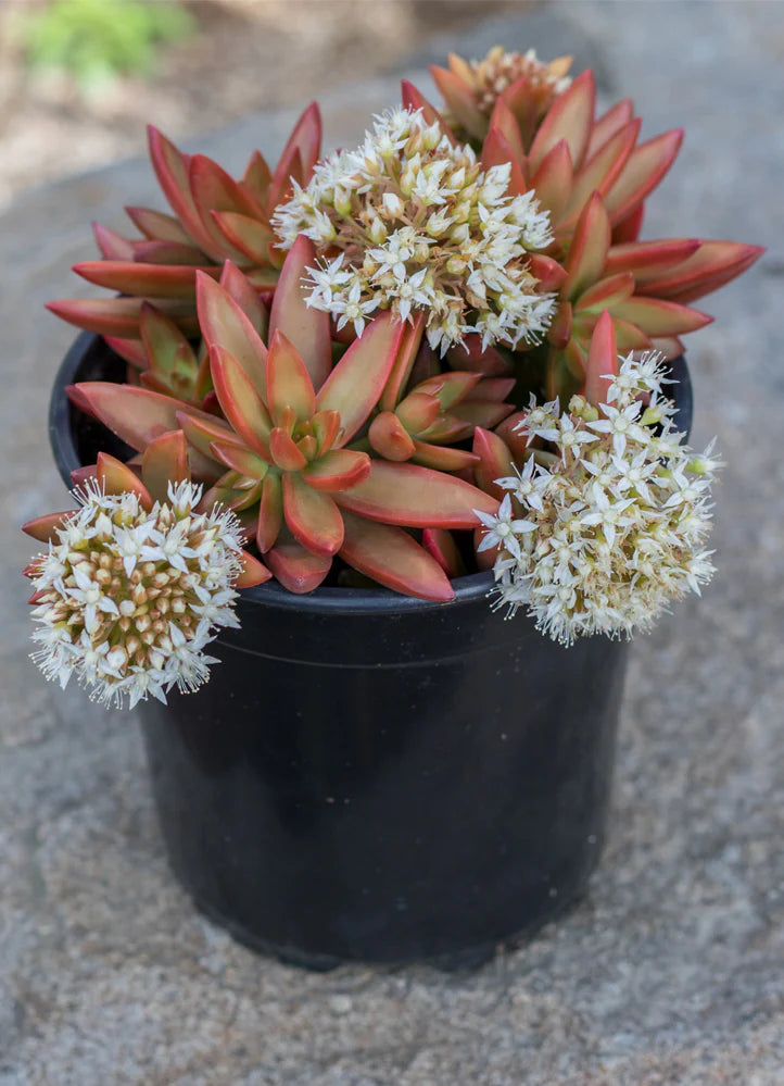 Firestorm Sedum