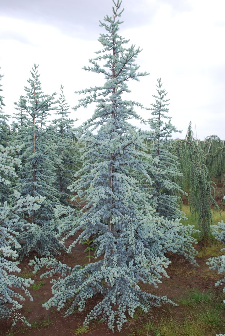 HORSTMANN ATLAS DWARF CEDAR TREE 7gal