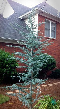 HORSTMANN ATLAS DWARF CEDAR TREE 7gal
