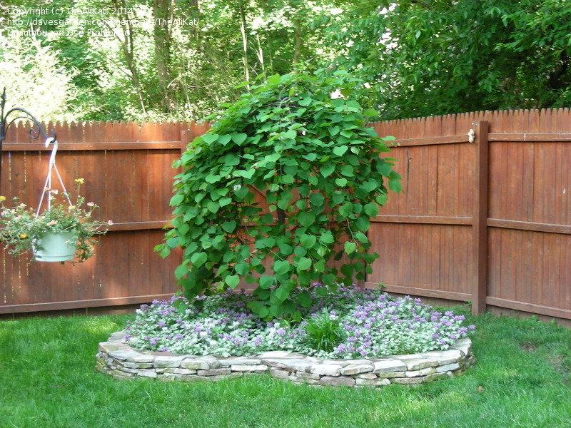 LAVENDER TWIST WEEPING REDBUD TREE 5gal