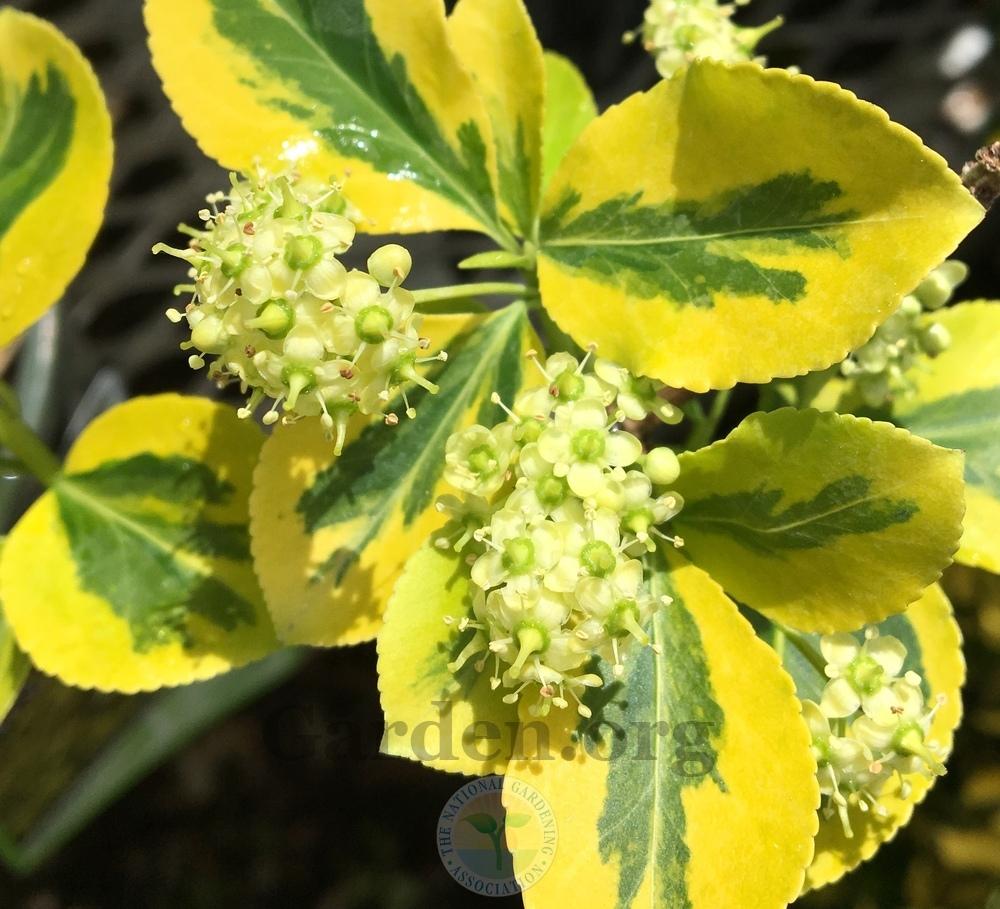 SUNRISE WINTERCREEPER EUONYMUS 2gal