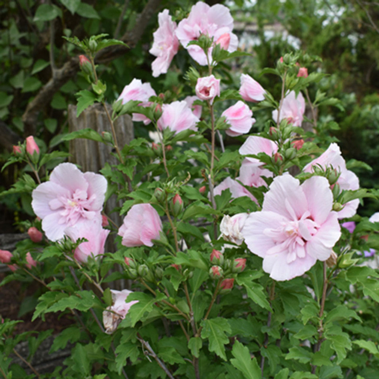 PINK CHIFFON ROSE OF SHARON HIBISCUS 2gal