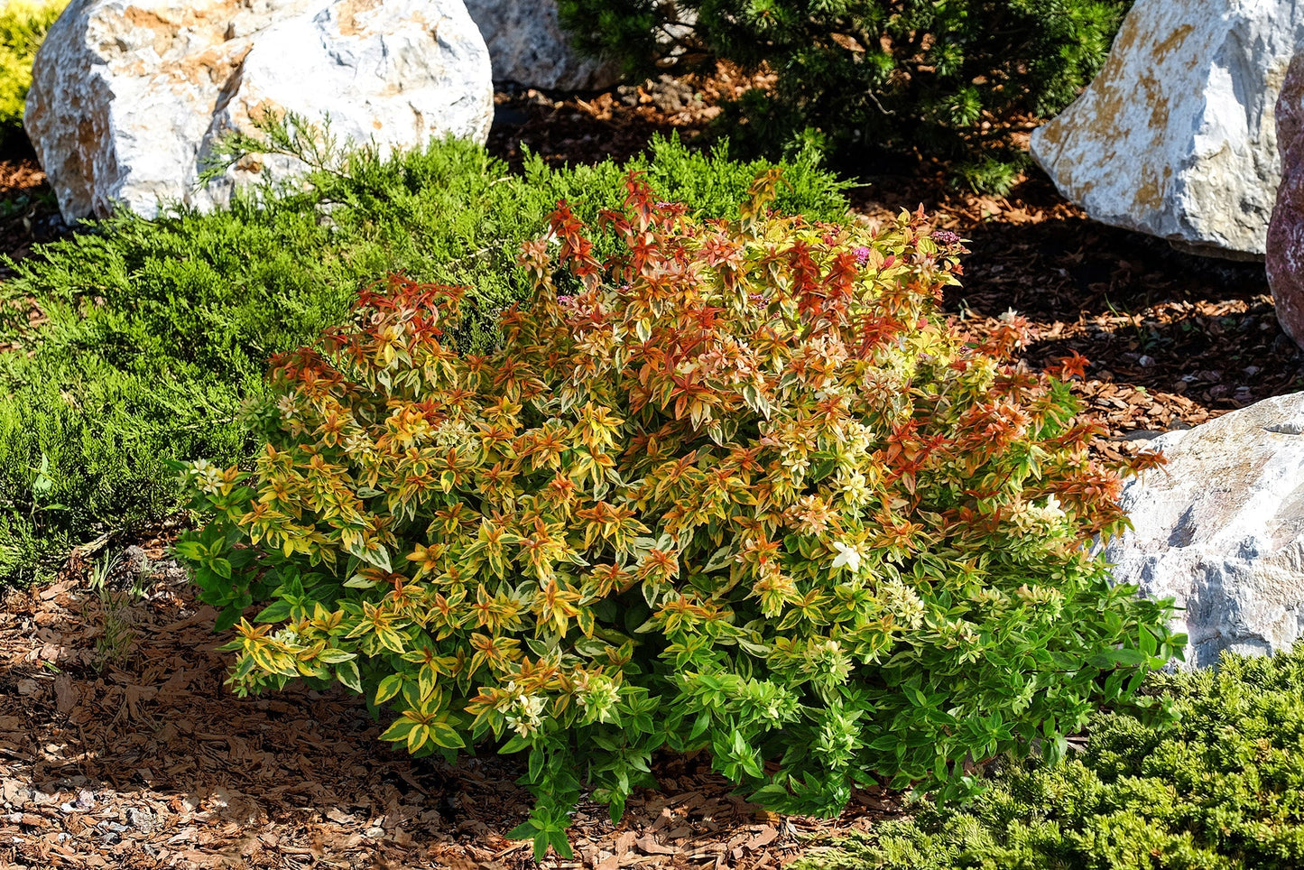 KALEIDOSCOPE ABELIA 2gal