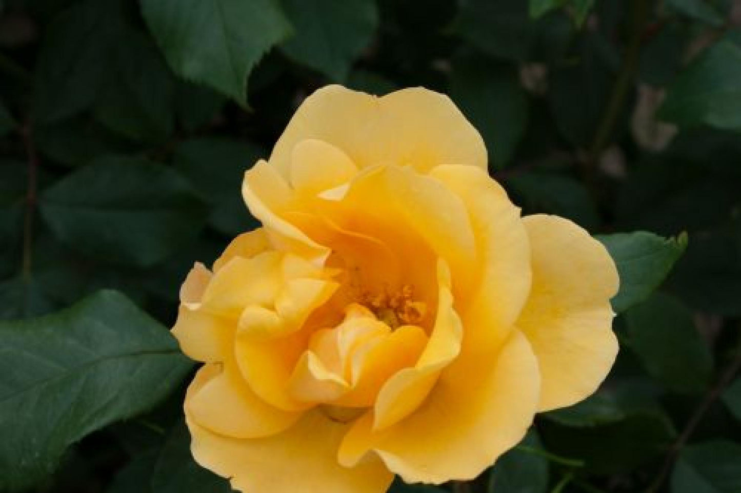 TEQUILA GOLD ROSE 5gal