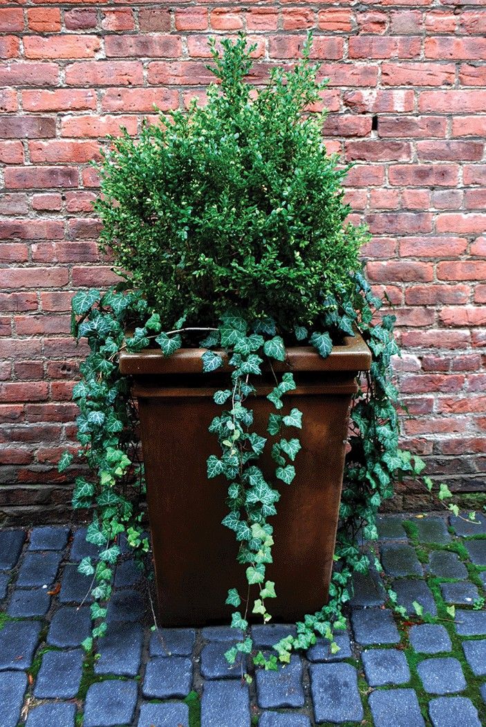 ENGLISH IVY 1gal STAKED
