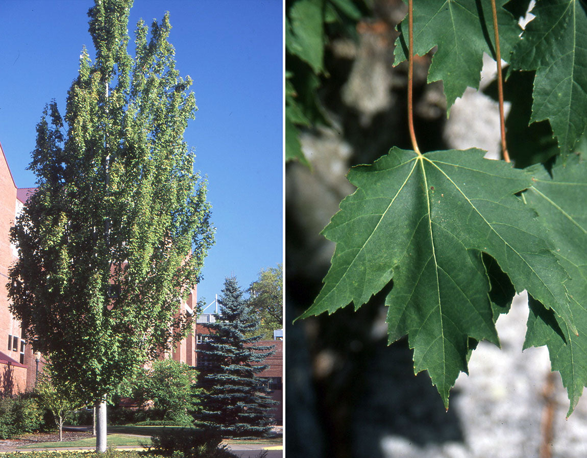 ARMSTRONG MAPLE TREE 10gal