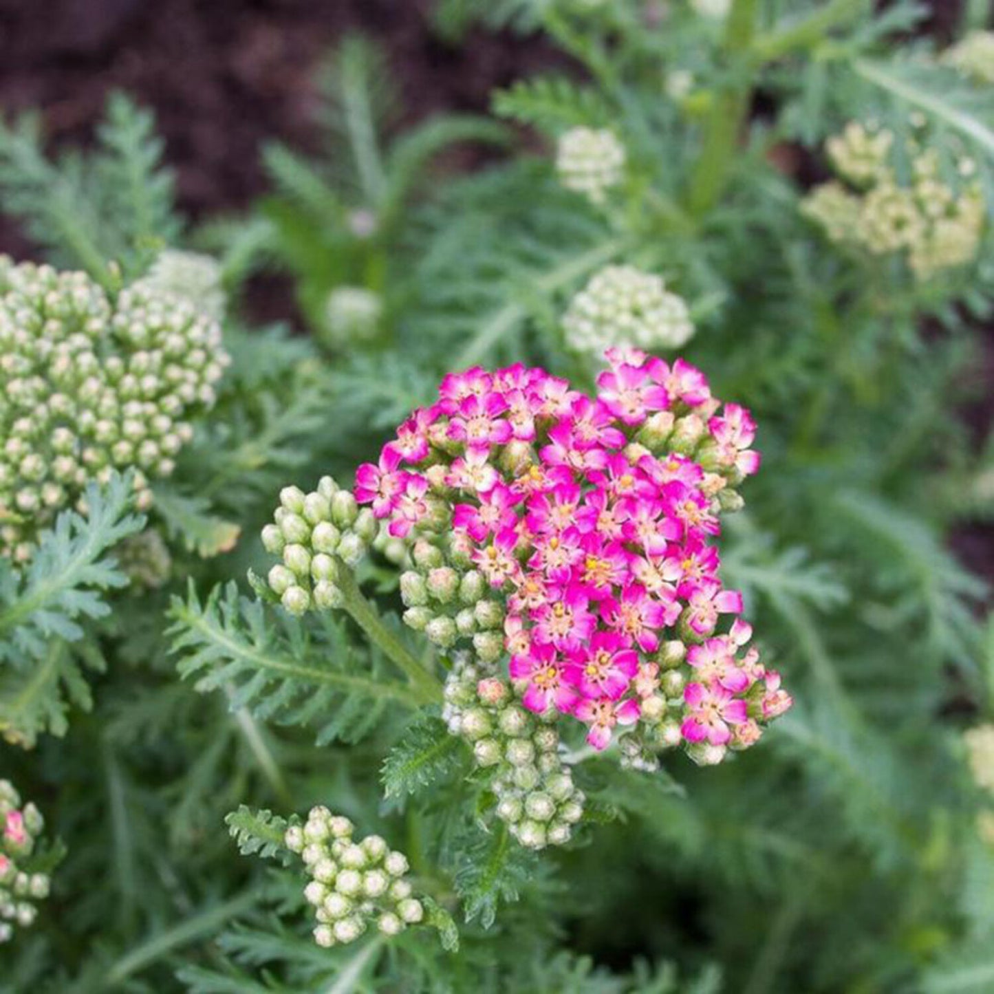 DESERT EVE ROSE YARROW 1gal