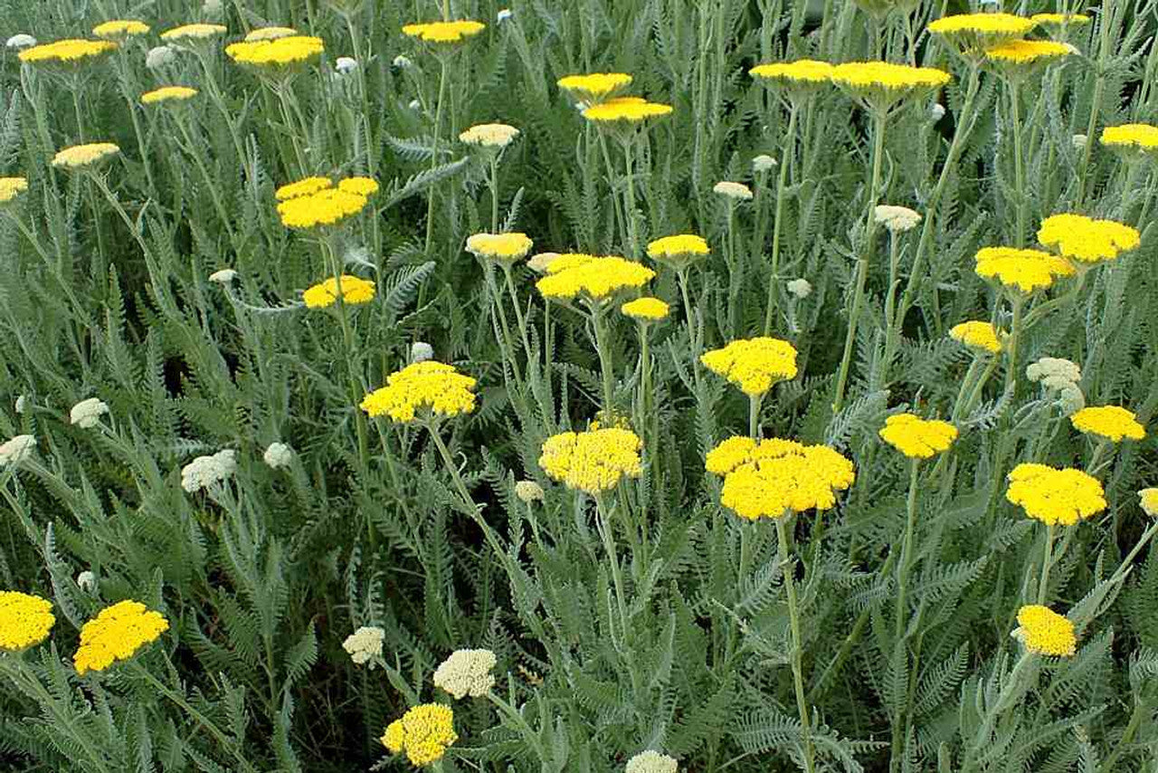 MOONSHINE YARROW 1gal