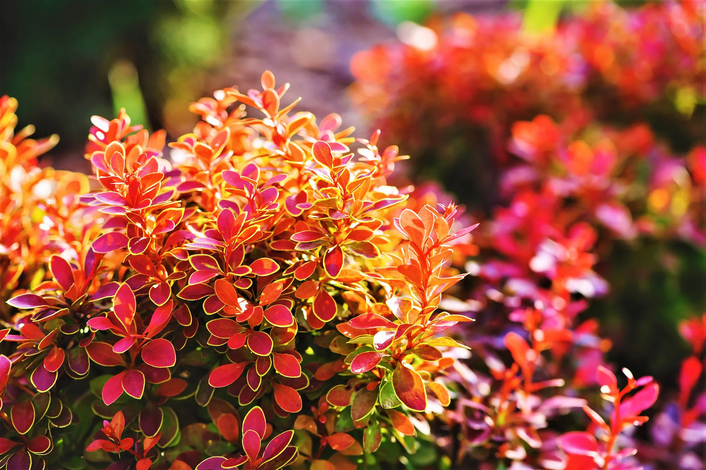 ADMIRATION BARBERRY 3gal