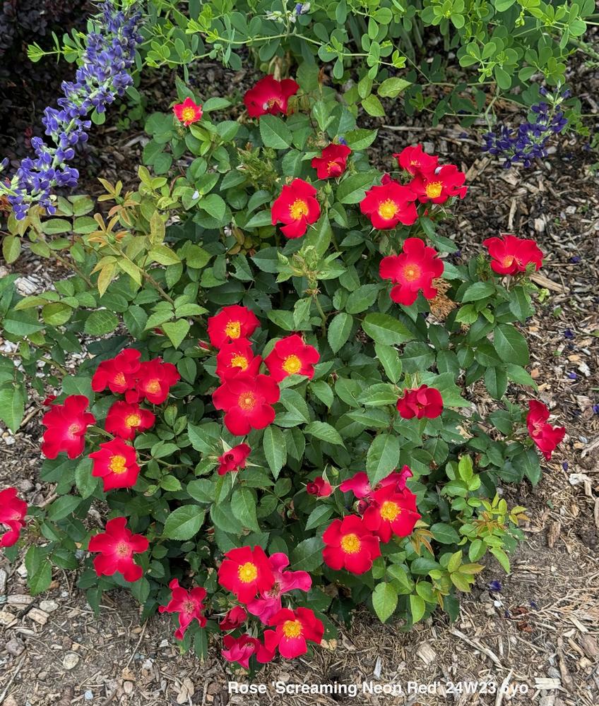 EASY ELEGANCE SCREAMING NEON ROSE 2gal