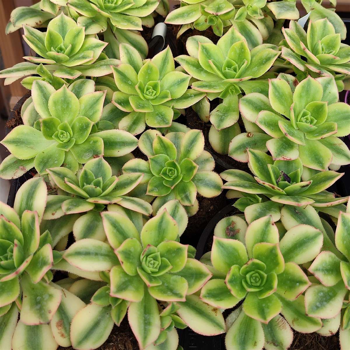 Aeonium Floresens