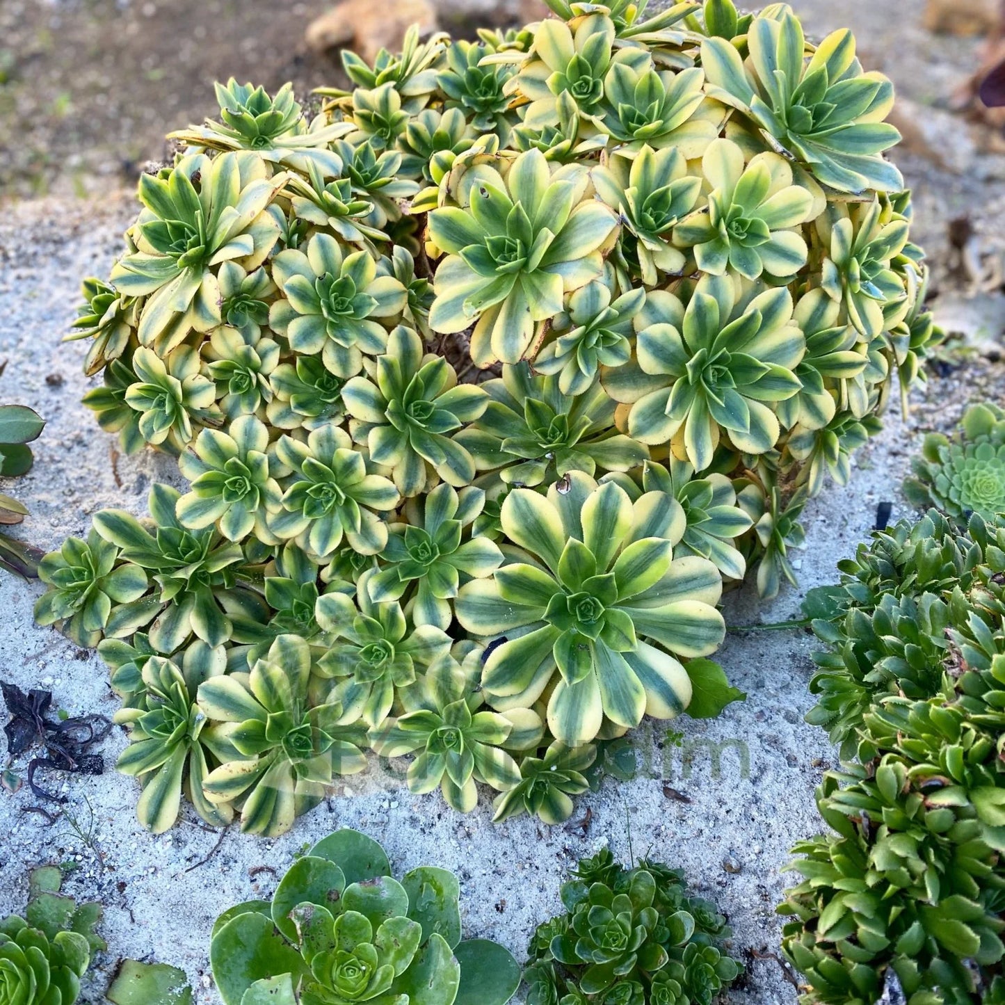 Aeonium Floresens
