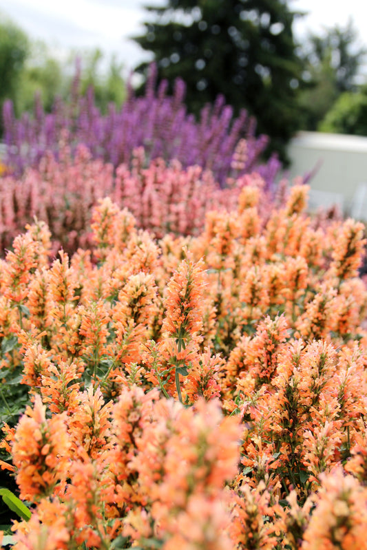 PEACH PEARL AGASTACHE 1gal