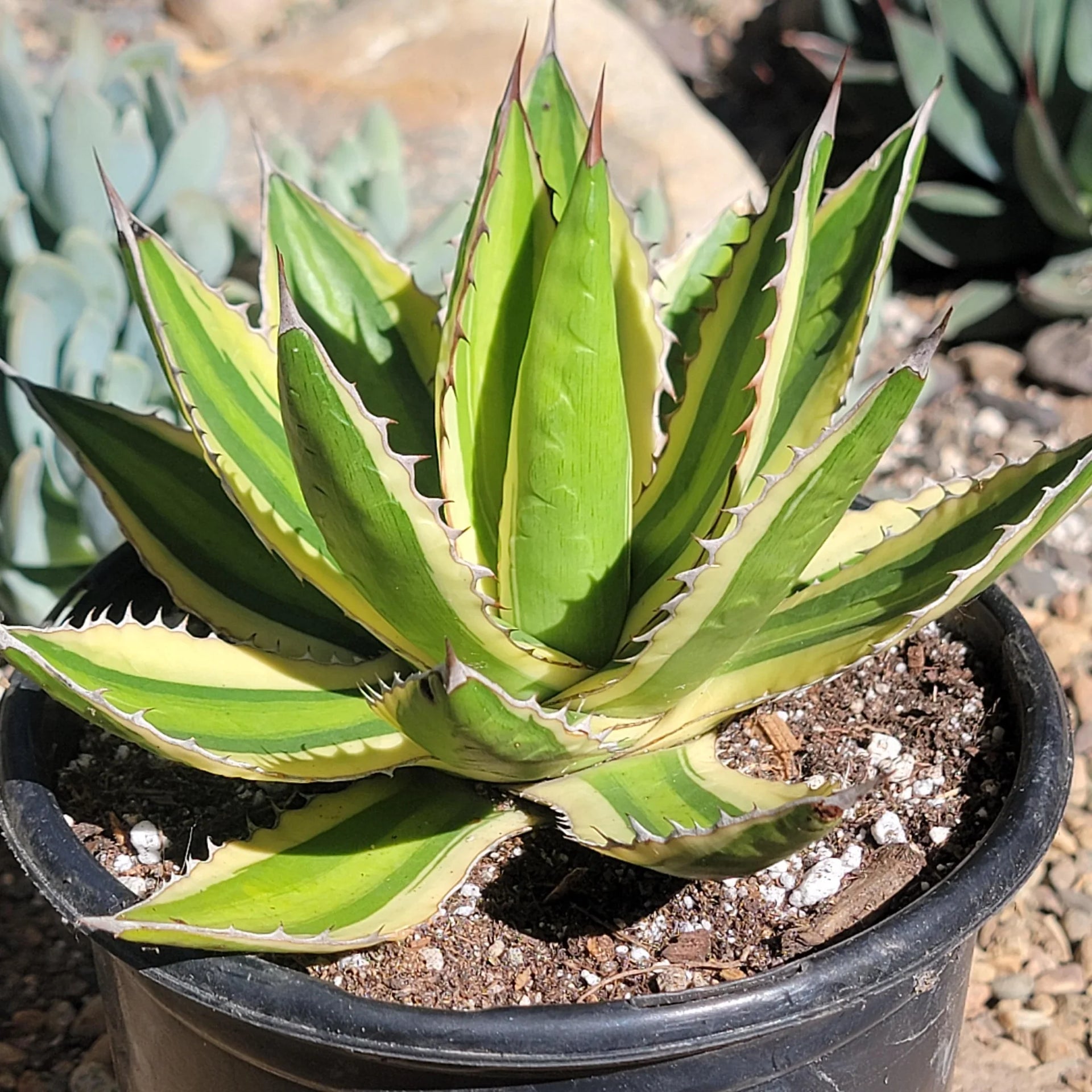 QUAD COLOR AGAVE 8in
