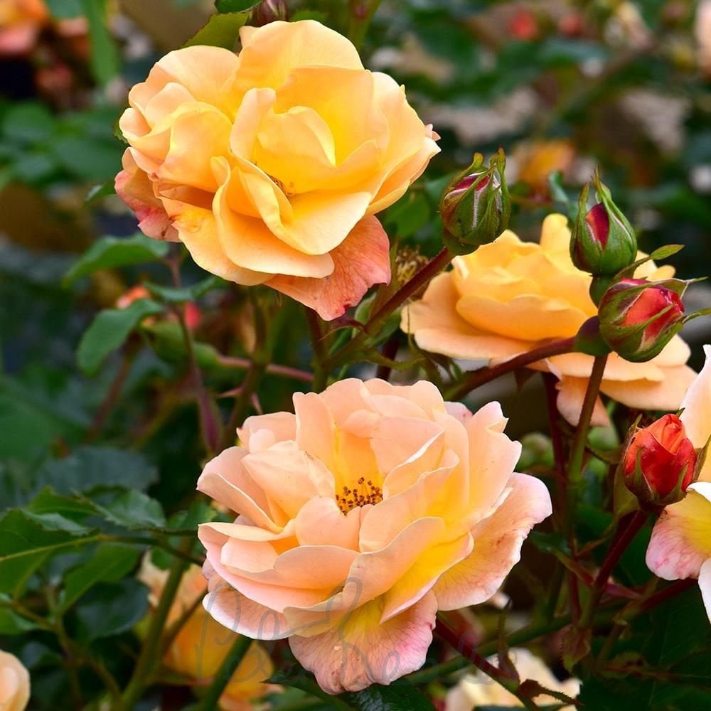 PEACH FLOWER CARPET ROSE 2gal