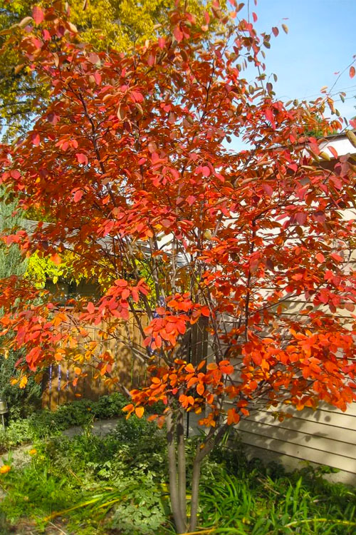 AUTUMN BRILLIANCE SERVICEBERRY 5gal