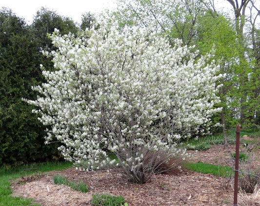 REGENT SERVICEBERRY 2gal