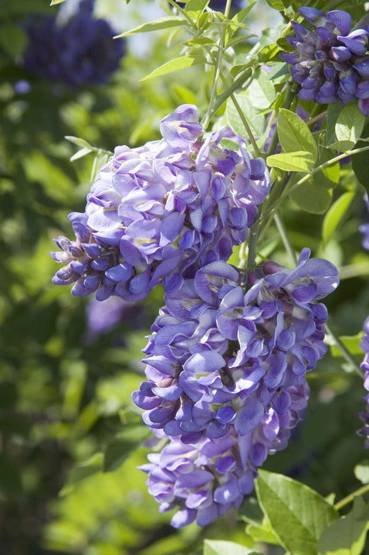 AMETHYST FALLS WISTERIA 1gal