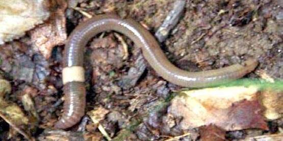 EARTHWORMS