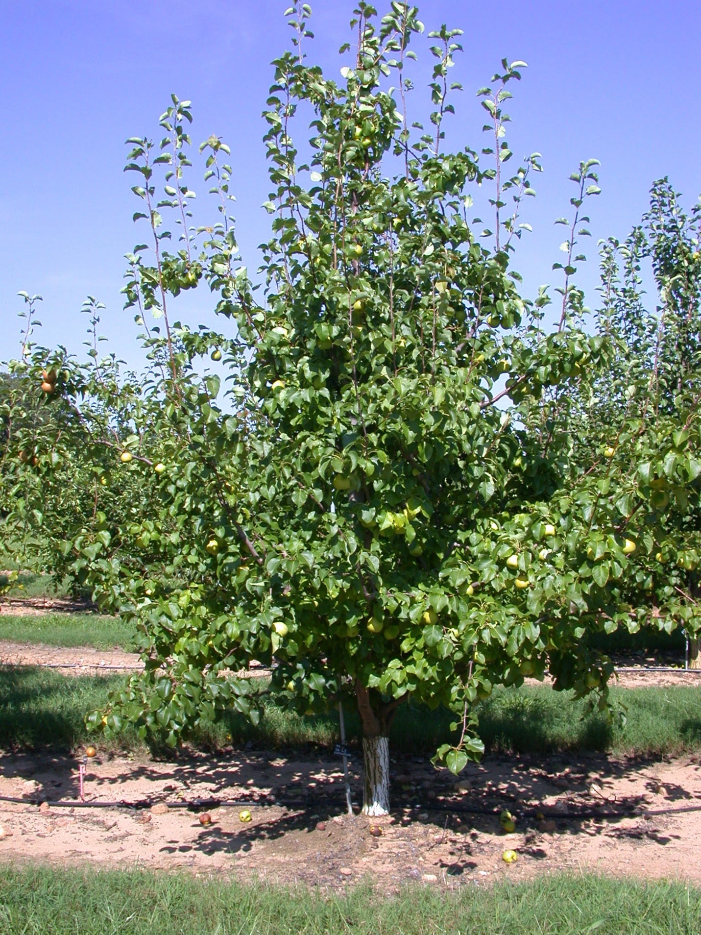 SHINSEIKI ASIAN PEAR 5gal