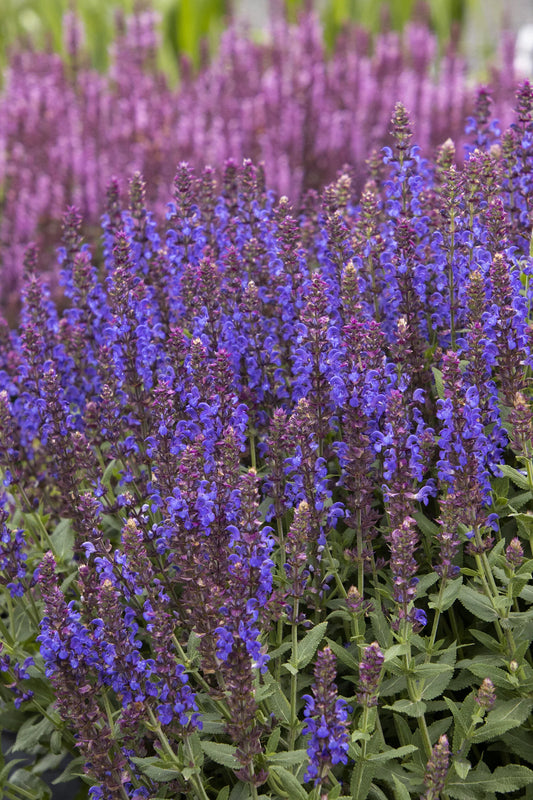 APEX BLUE SALVIA 1gal