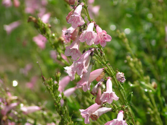 APPLE BLOSSOM PENSTEMON 1gal