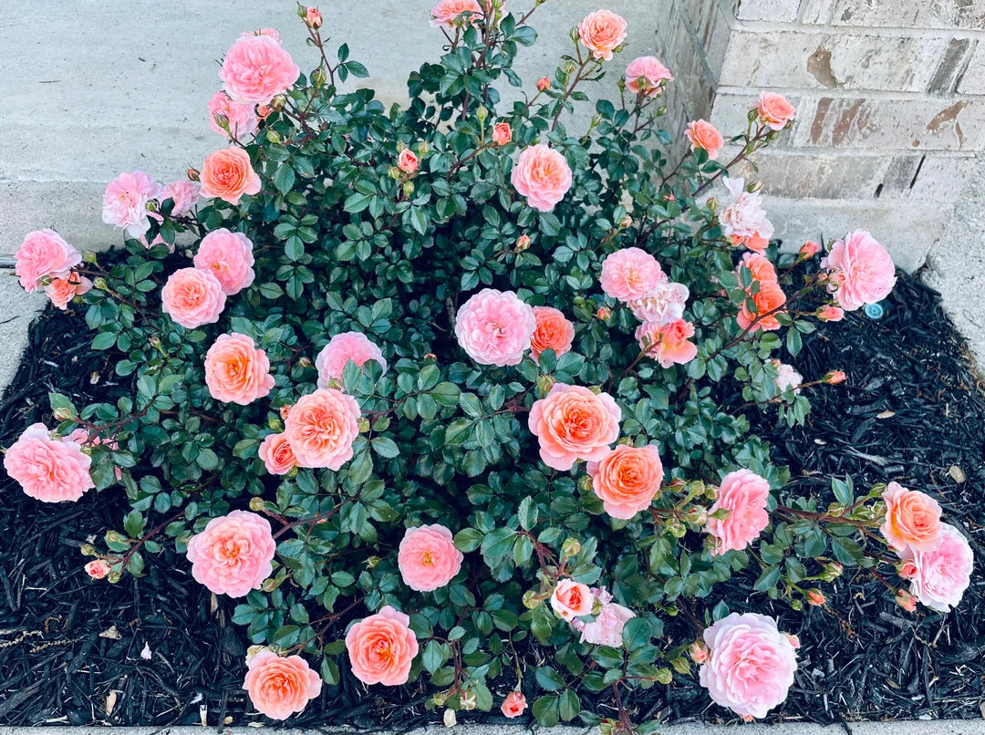 Apricot Drift® Rose (Rosa 'Drift Meimirrote') - 1 gallon