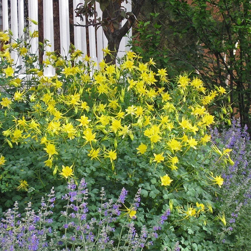 COLUMBINE AQUILEGIA 1gal