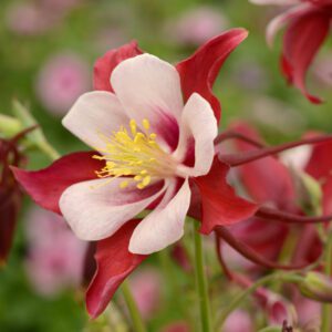 COLUMBINE AQUILEGIA 1gal