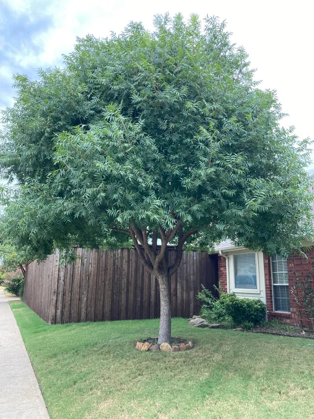 PISTACHE CHINESE TREE 5gal