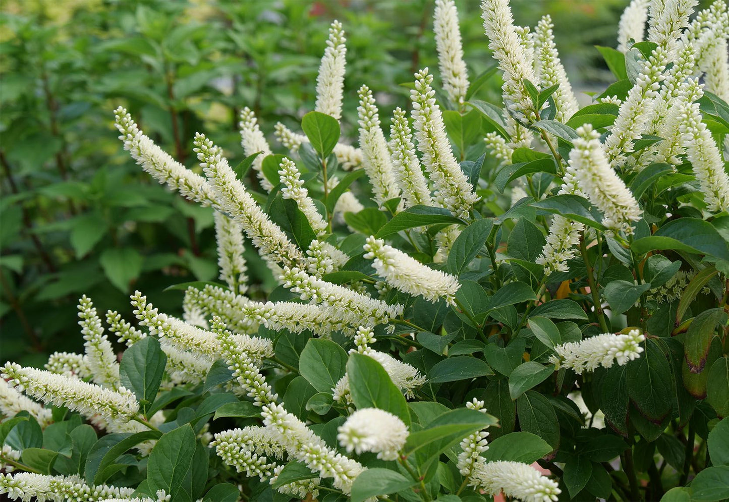 SCENTLANDIA SWEETSPIRE 2gal