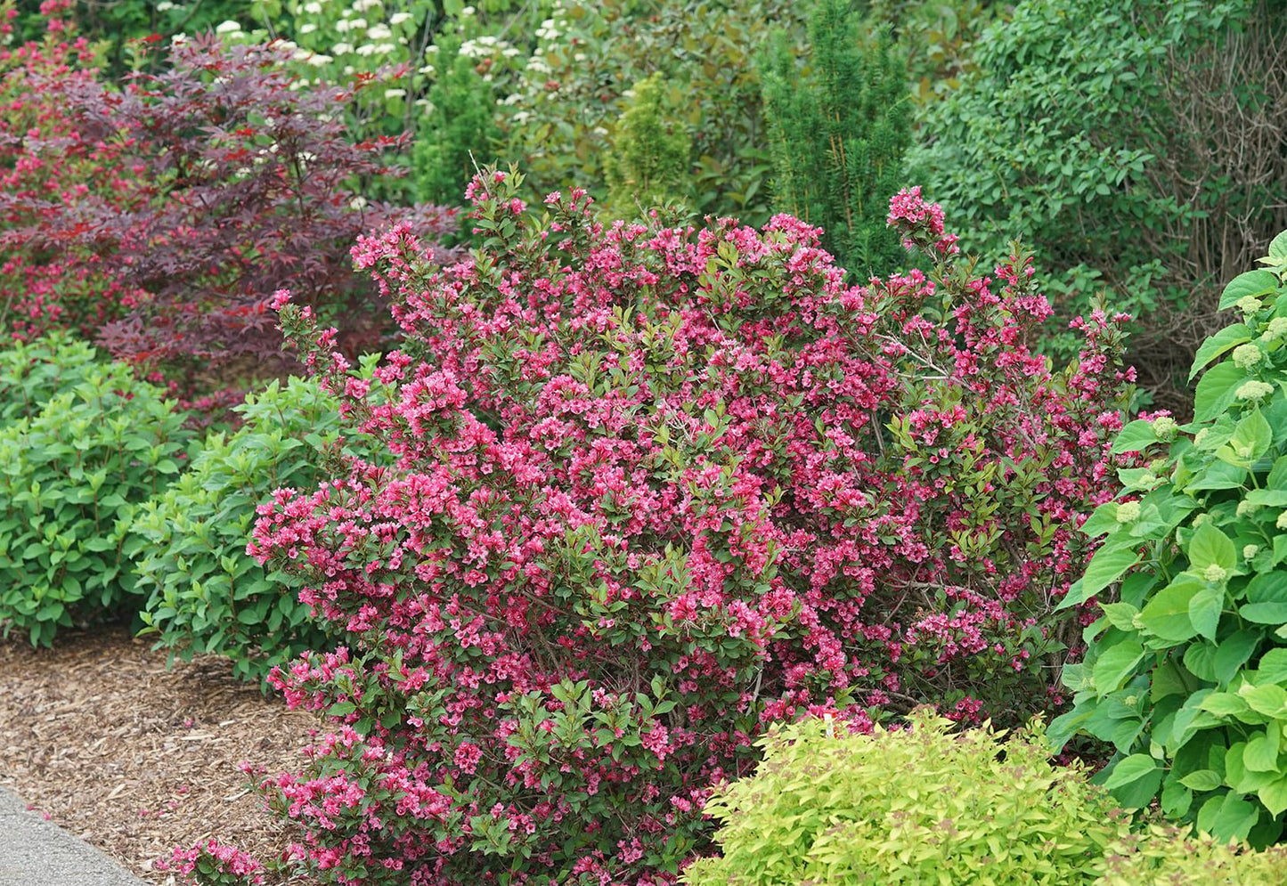 SONIC BLOOM PINK WEIGELA 2gal