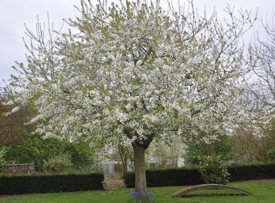 VAN CHERRY TREE 7gal