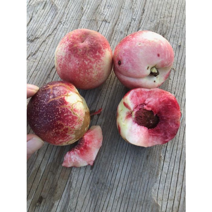 FANTASIA NECTARINE TREE 7gal