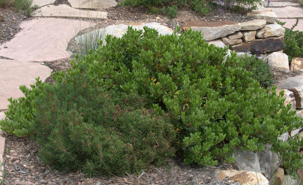 KINNIKINNICK MANZANITA 1gal