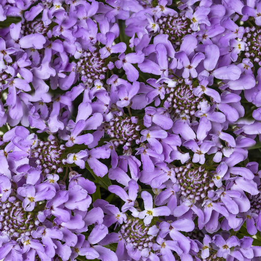 ARIELLE PINK CANDYTUFT 1gal