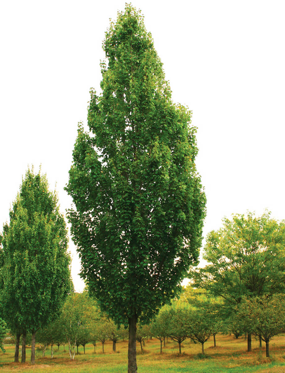 ARMSTRONG MAPLE TREE 10gal