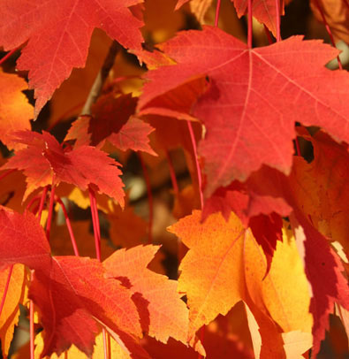 ARMSTRONG MAPLE TREE 10gal