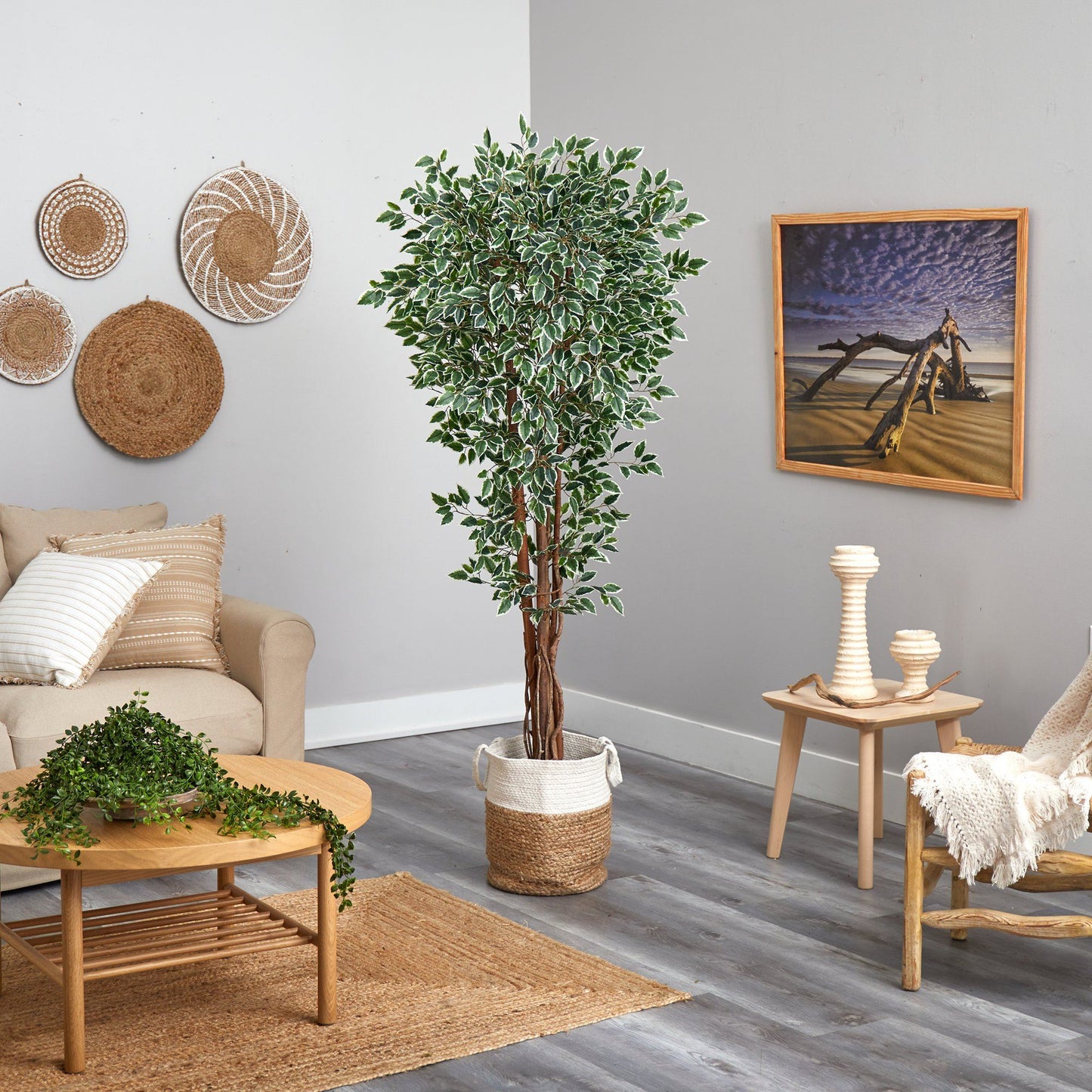 Variegated Ficus Tree in Jute Planter 70”