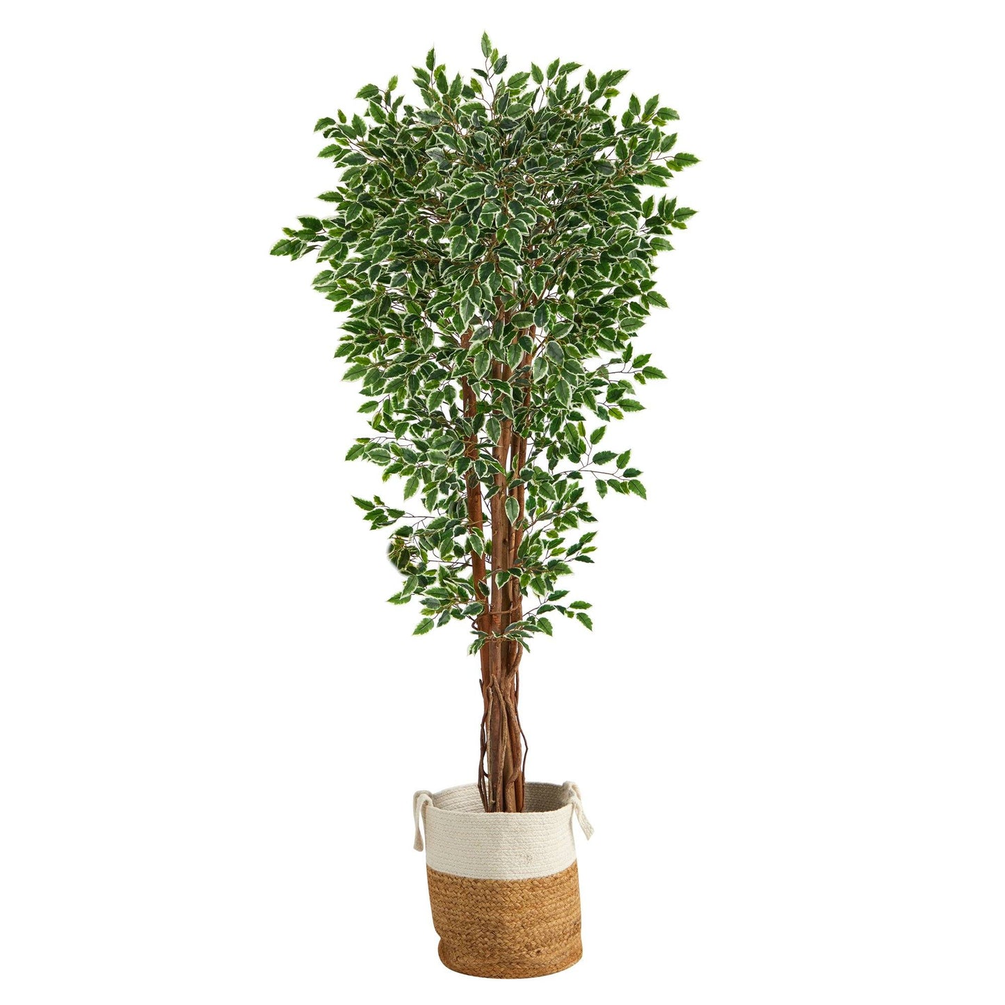 Variegated Ficus Tree in Jute Planter 70”