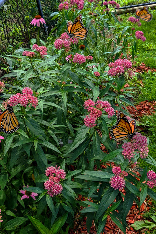 SOULMATE MILKWEED