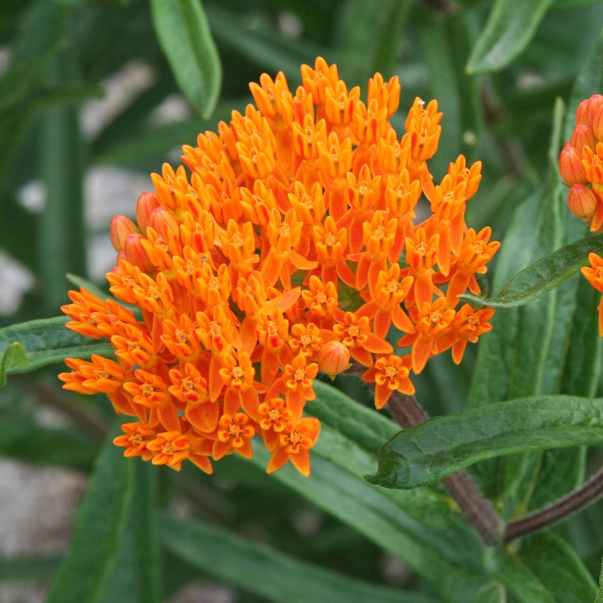 MILKWEED SEED