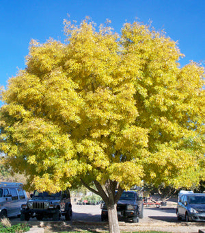 MODESTO ASH TREE 15gal
