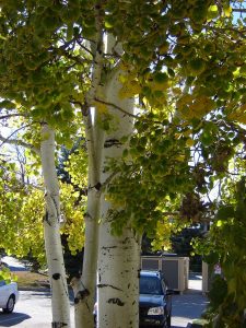 QUAKING ASPEN TREE CLUMP 25gal